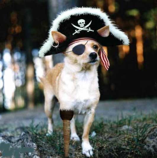 pirate_dog_01.jpg