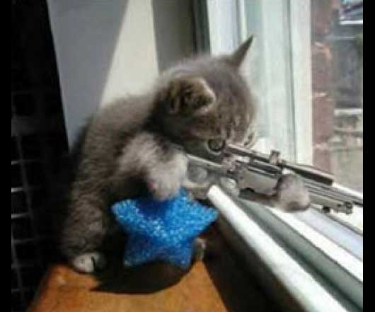Sniper Kitty The FlashGame
